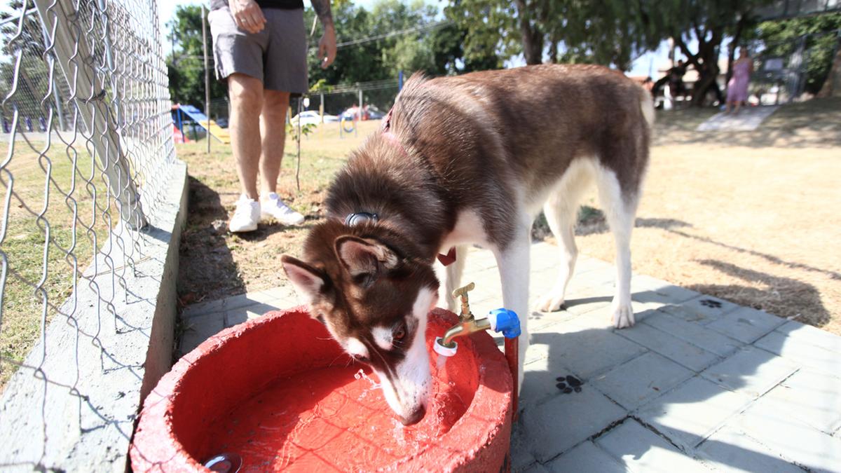 O Parque das Águas ganhou um Parcão, uma área de 500 metros quadrados com 10 equipamentos
destinados a exercícios e adestramento de animais de estimação (Kamá Ribeiro)