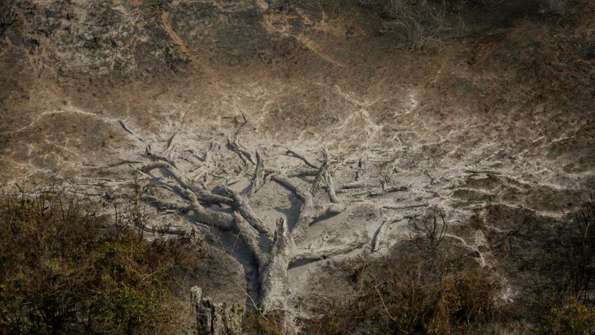 Árvore calcinada durante incêndio recente no Pantanal: bioma segue ameaçado por causa da seca prolongada dos últimos meses (Joédson Alves/Agência Brasil)