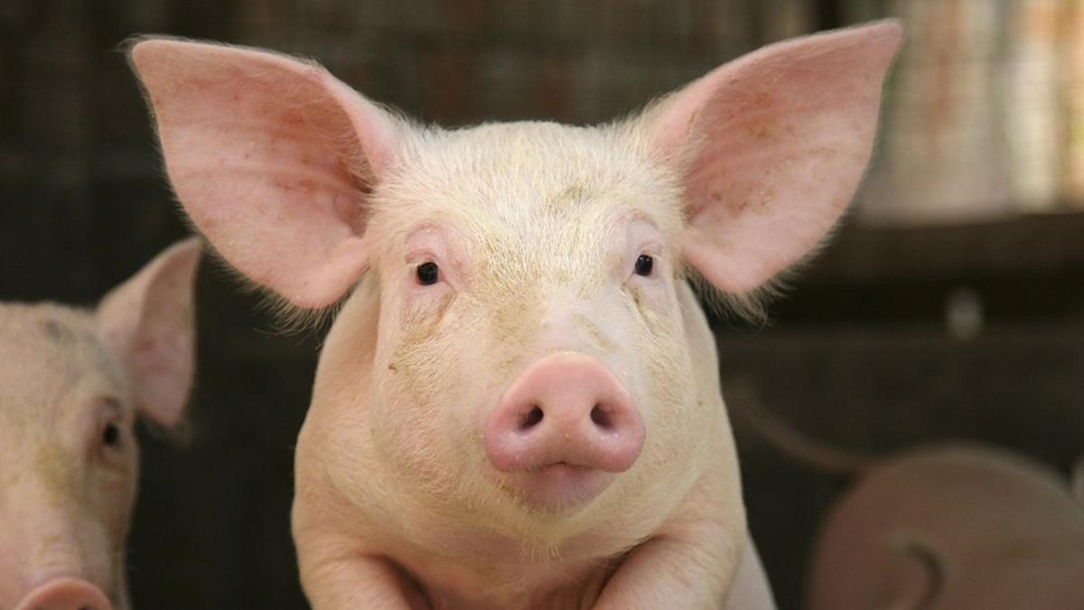 Porco foi o animal escolhido por ter órgãos semelhantes ao do ser humano e ter um período de gestação curto, de quatro meses; previsão é que em até um ano já haja os primeiros suínos geneticamente disponíveis para estudos: 'a viabilização para transplantar coração, rim, córnea e pele é uma realidade, e os estudos tendem a incluir pulmão e fígado', afirmou Silvano Raia, médico pioneiro no transplante de fígado na América Latina (Cecília Bastos/USP)