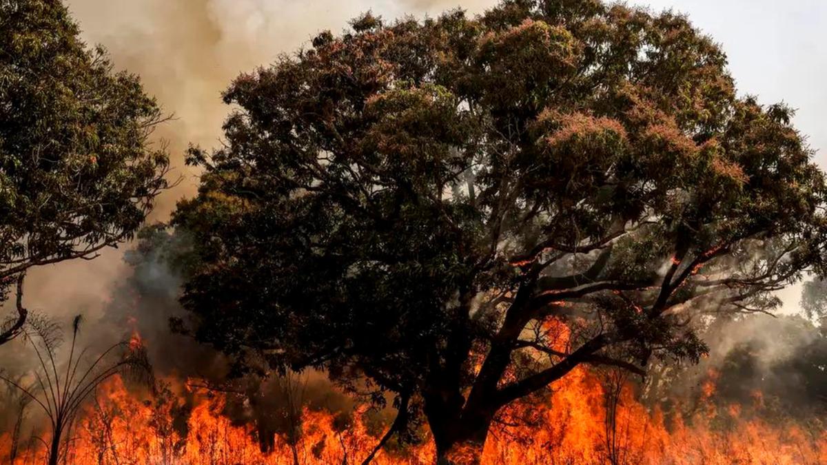 Além de São Paulo, outros estados também enfrentam queimadas. Na imagem, a área de cerrado próxima ao aeroporto de Brasília, que foi um dos focos de incêndio na última sexta-feira (Marcelo Camargo/Agência Brasil)