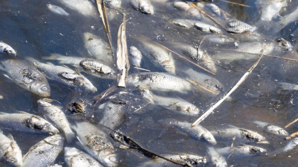 Peixes mortos estão espalhados pelo porto de Volos (Reprodução internet)