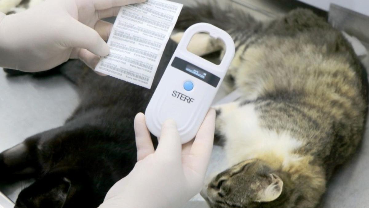 Microchip armazena informações sobre o animal e dados do tutor, facilitando a identificação do pet e o retorno ao lar em casos de perda (Divulgação)