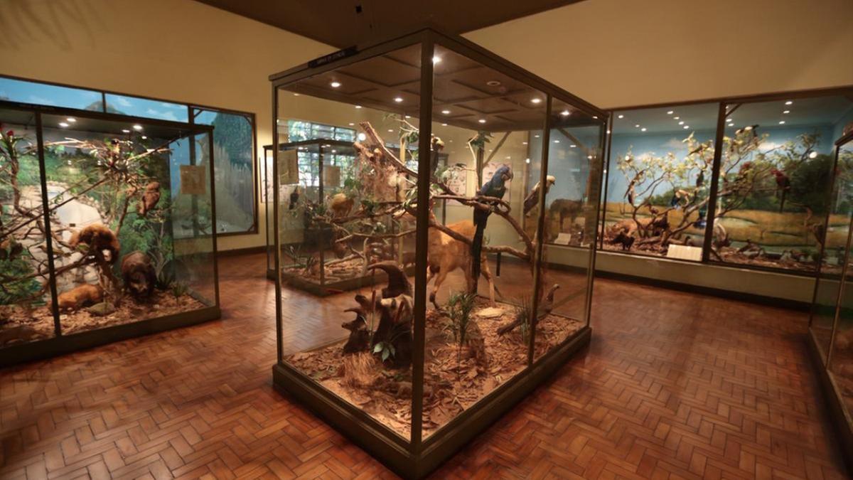 Museu de História Natural de Campinas terá um evento de educação ambiental no sábado (28); o público poderá entrar em contato com diversos animais taxidermizados do acervo do museu, e aprender sobre esse processo (Divulgação)