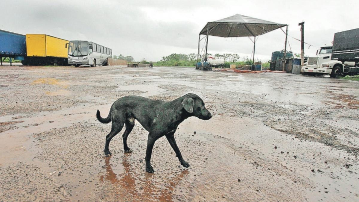 Depois que cadela Branquinha apareceu com uma mão carbonizada em sua boca, foi a vez do cachorro Pretinho (foto) achar um braço humano (Rodrigo Zanotto)