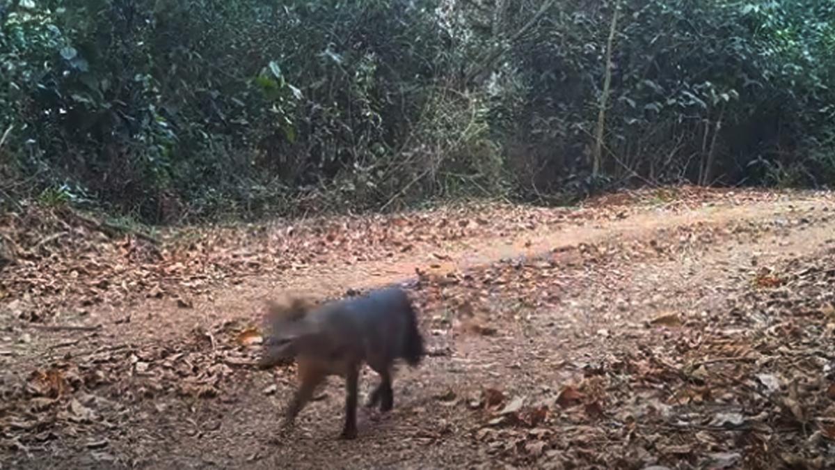 Monitoramento de fauna tem por objetivo acompanhar a presença,
o fluxo e a saúde dos animais na floresta (Divulgação)