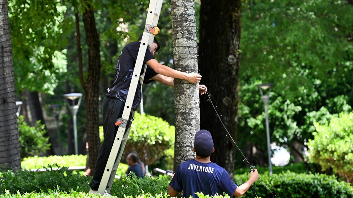 Montagem das luzes de Natal começou a ser feita nesta quinta-feora, pelo Paço Municipal (Carlos Bassan)