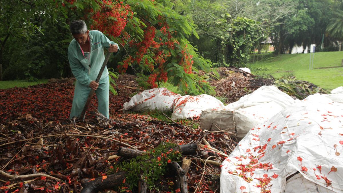 Grama, galhos e folhagem de podas vão para compostagem para passarem pela degradação biológica feita por microrganismos, como fungos e bactérias, e dar origem a um adubo natural, o húmus: “Esse adubo é usado em vasos, na grama e em outros locais”, explicou o encarregado da jardinagem da Organon, João Francisco Claro, o Joca (Rodrigo Zanotto)