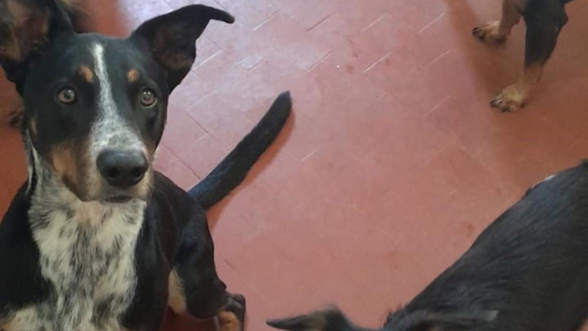 Campanha mobiliza ajuda para tutora de 14 cães (Divulgação)