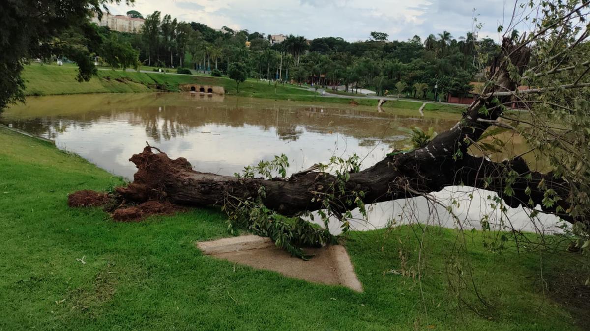 Quatro árvores caíram e provocaram fechamento do Parque das Águas (Divulgação/Sanasa)