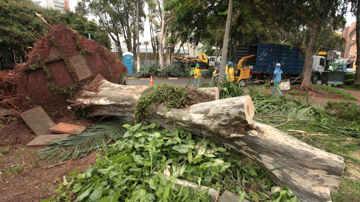 Chuva de quinta-feira derrubou 20 árvores, uma delas no Centro de Convivência (foto); município registrou em 72 horas o total de 74,8 milímetros de chuva (Rodrigo Zanotto)