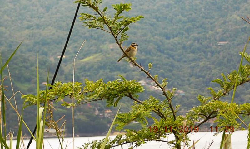 Recuperação mata atlântica/ fauna/ flora (Divulgação/PlantVerd)