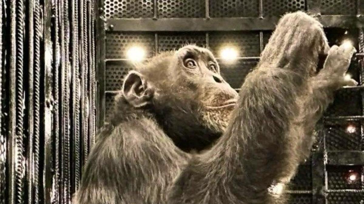 Mapa acompanha quarentena do Chimpanzé Yoko, recebido em Viracopos (Divulgação)