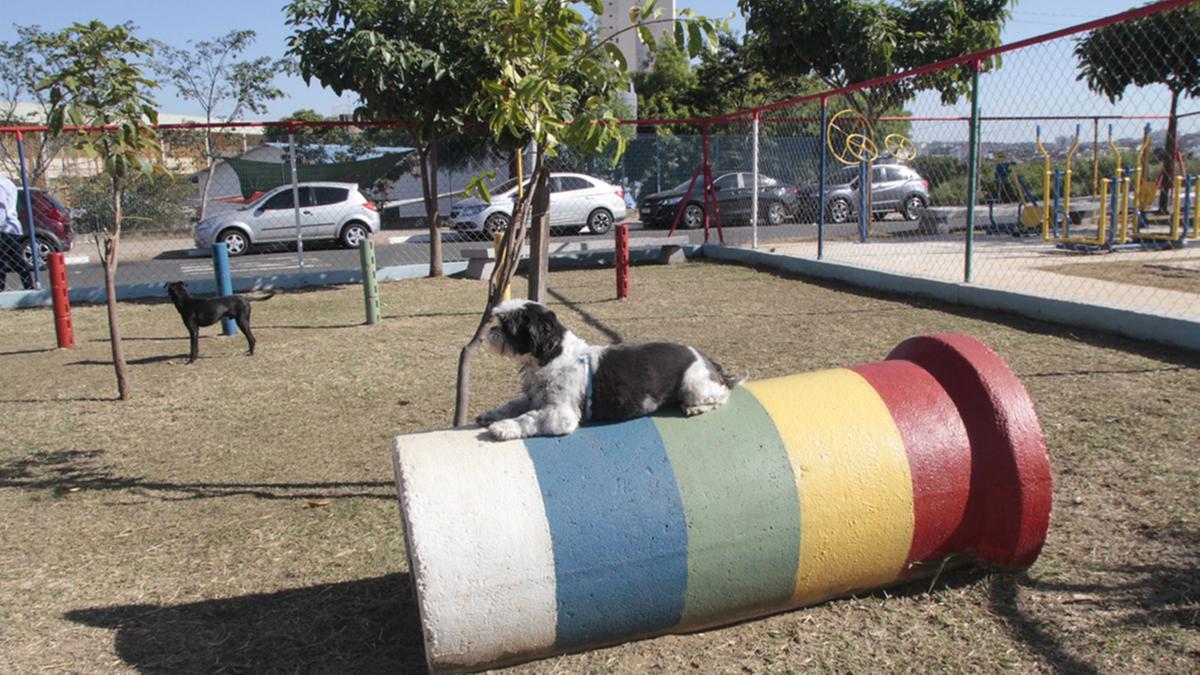 Brinquedos, obstáculos, iluminação de LED e até bebedouro para os cães são algumas das atrações do Parcão do Jardim Icaraí (Manoel De Brito)