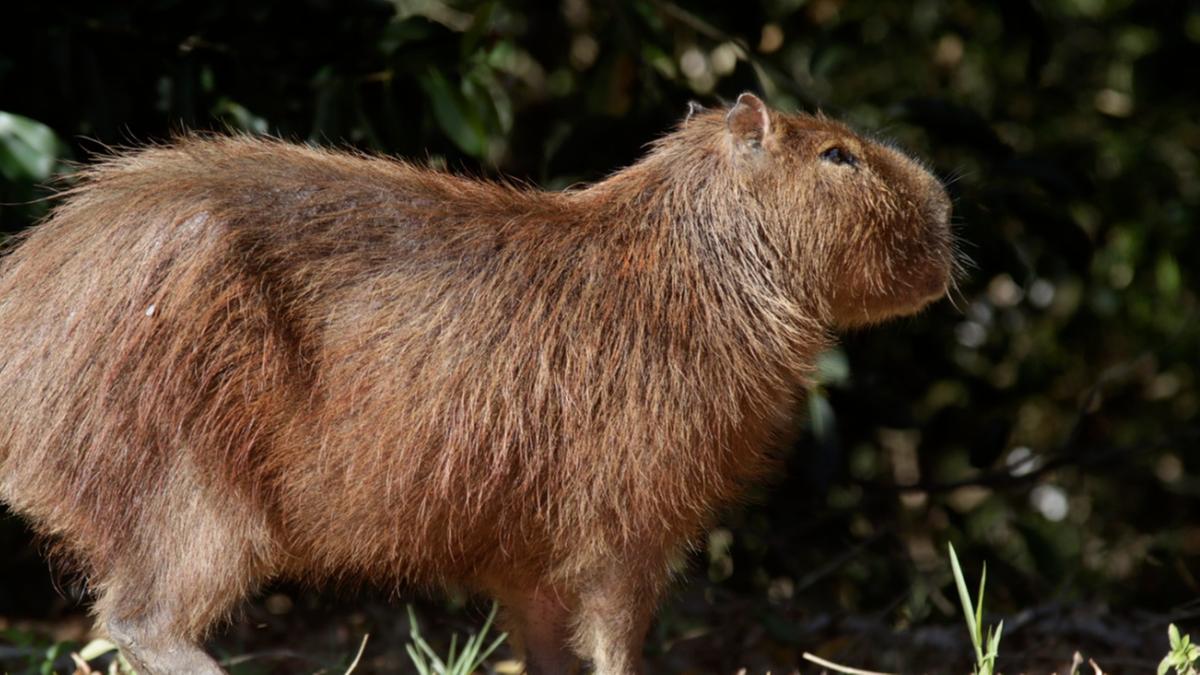 De acordo com o Departamento de Bem-Estar Animal (DPBEA) de Campinas, 114 capivaras foram submetidas ao procedimento; segunda etapa será realizada com os animais que habitam o Lago do Café (Rodrigo Zanotto)