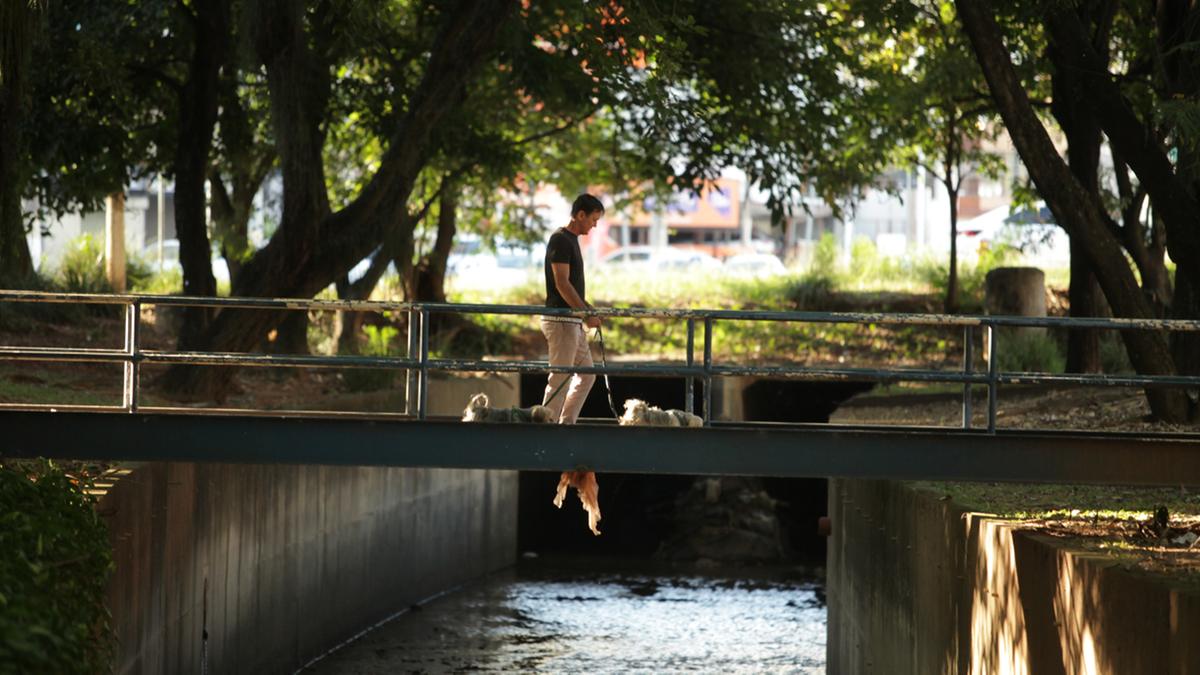 Pau-Brasil, Palmeira-Juçara e Tipuana são algumas das espécies de árvores que podem ser encontradas no local onde a Prefeitura deseja construir um piscinão para evitar enchentes na região da Avenida Norte-Sul; proposta prevê a retirada de 386 árvores (Rodrigo Zanotto)