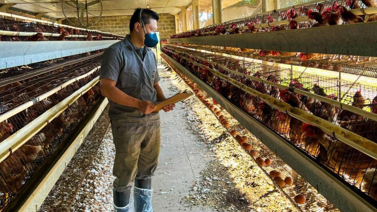A gripe aviária não é transmitida pelo consumo de carne nem de ovos; risco de infecção em humanos é baixo (Secretaria de Agricultura e Abastecimento)