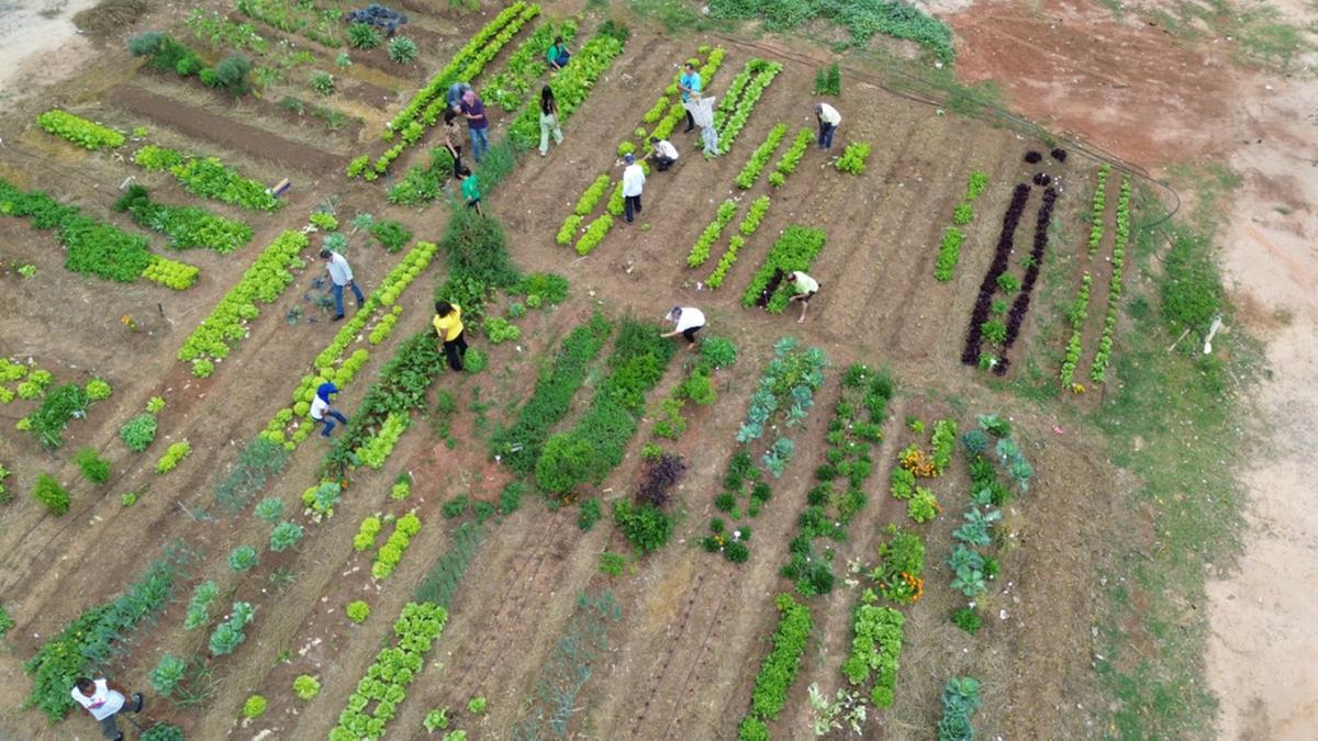 Imagem aérea revela a transformação do espaço de 4 mil m² na Rua Osvaldo Peralva, próximo à Avenida Nelson Ferreira de Souza, no Jardim Florence. Antes um depósito de entulhos, o local agora floresce como um vibrante centro de desenvolvimento comunitário (Alessandro Torres)