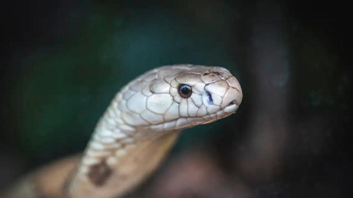  (Ivan Mattos/Zoológico de Brasília)