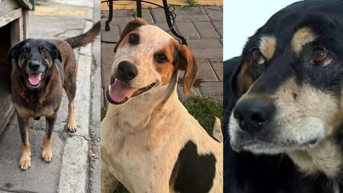 Cachorros Orelha, Abacate e Negão. (Reprodução/@ivomeirelles via Instagram; Reprodução @protecaoanimaltoledo via Instagram; Divulgação)