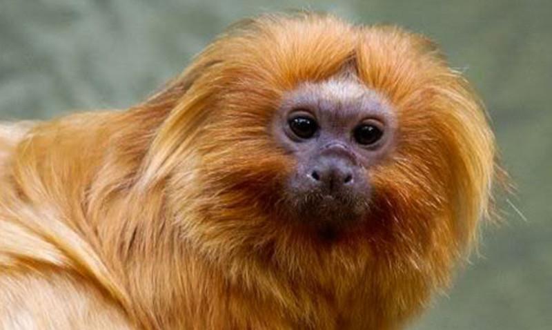 PF faz operação para coibir venda ilegal de animais silvestres em SP 
