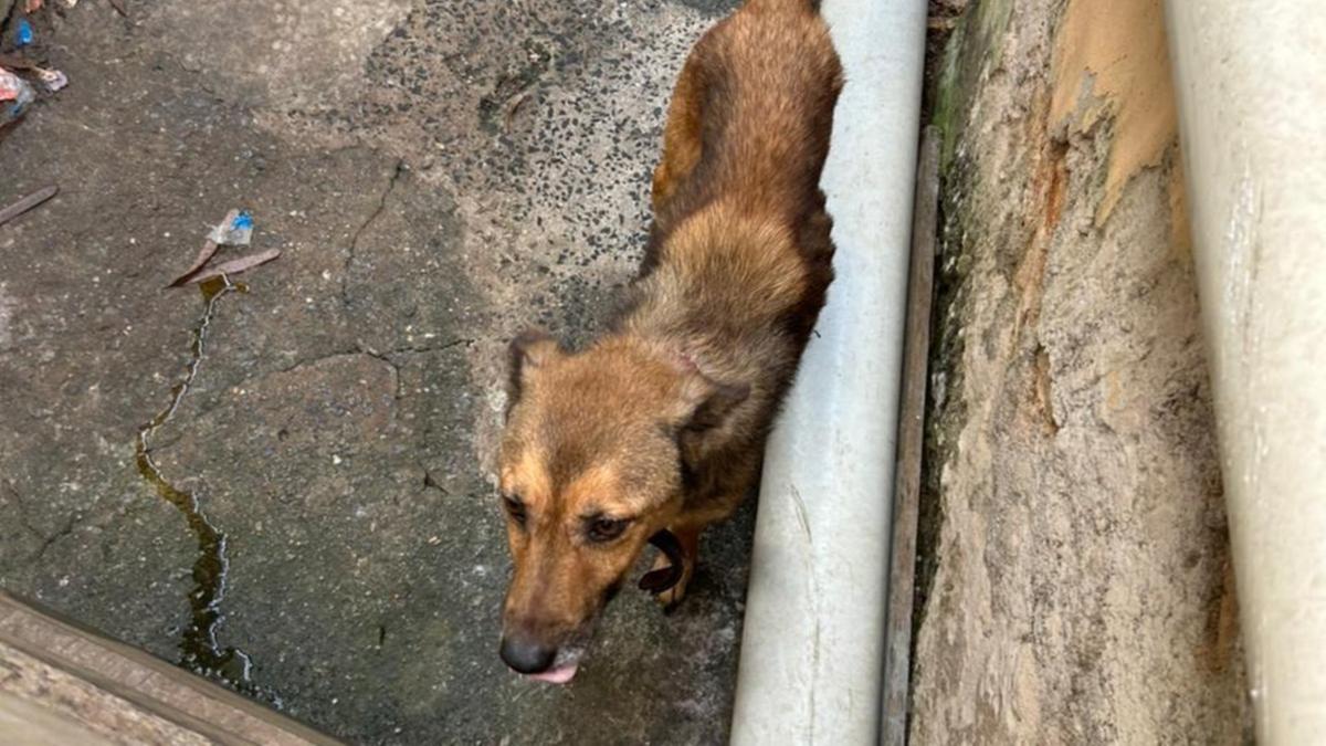 Laudo veterinário, feito a pedido de uma equipe do 12.º Distrito Policial (DP), apontou que o animal está "desnutrido, caquético, com prurido (coceira) e pele escamosa" (Polícia Civil)