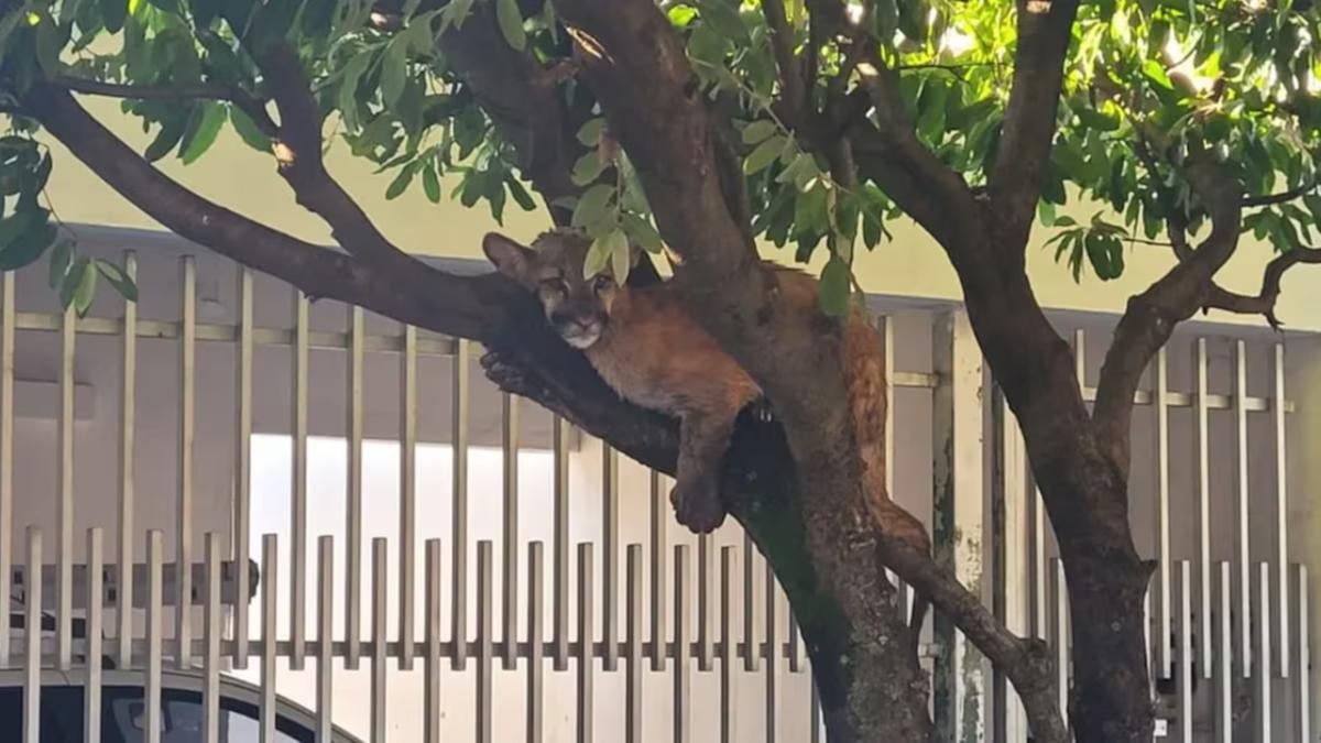 Filhote de onça-parda apareceu em uma árvore em Birigui (Acervo Pessoal)