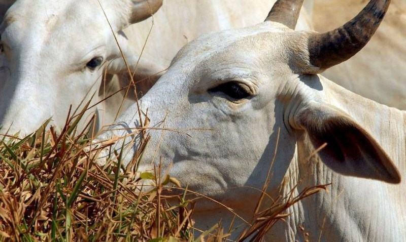 De acordo com o ministério, um ofício circular enviado aos chefes de serviços de Inspeção de Produtos de Origem Animal pode ter gerado uma interpretação diferente (Arquivo Agência Brasil)