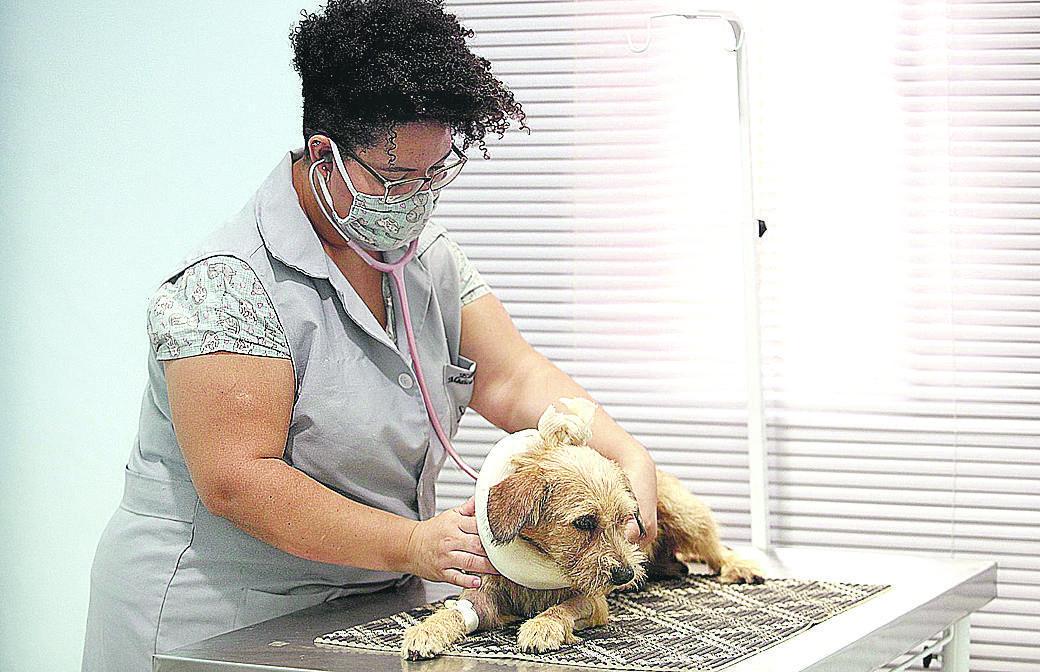 Bob é atendido na Clínica Ellen, em Hortolândia: cachorro levou paulada na coluna e pode ficar paralítico (Kamá Ribeiro/ Correio Popular)