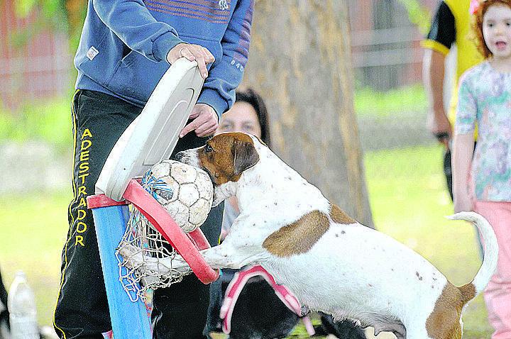 Evento em Campinas gasta energia dos pets e usa até cesta de basquete para conferir se a pontaria canina está boa (Matheus Pereira/AAN)