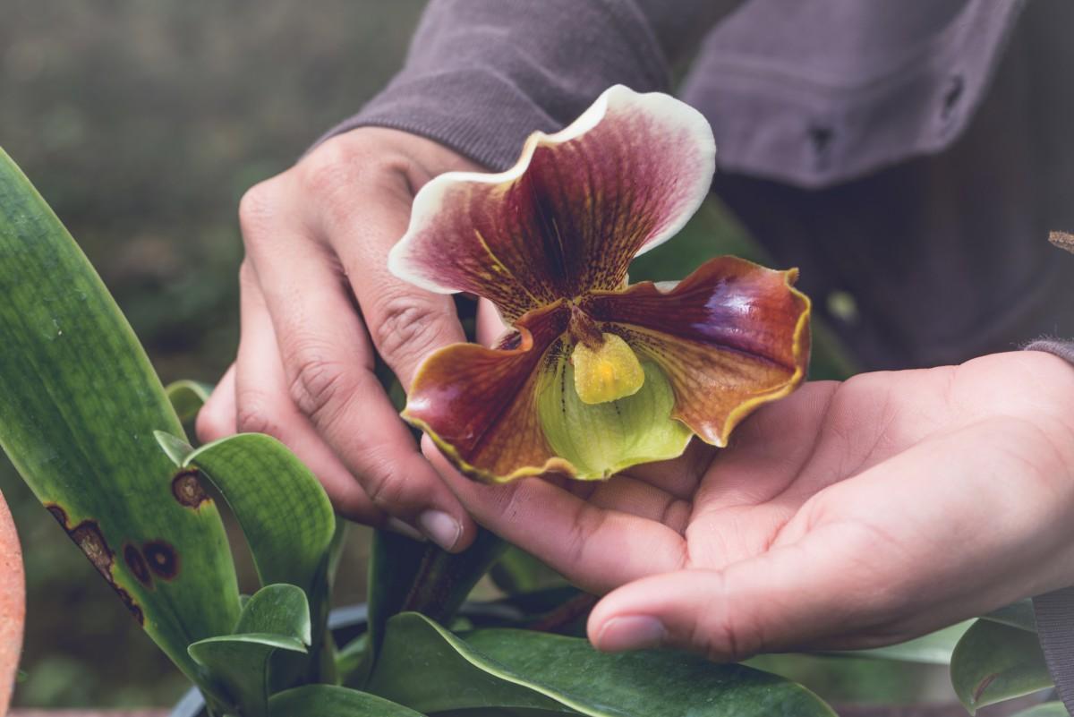 Plantas vindas do exterior passam por quarentena (iStock)