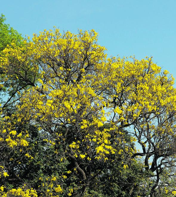O ipê se transformou na árvore brasileira mais conhecida e plantada (Matheus Pereira/AAN)
