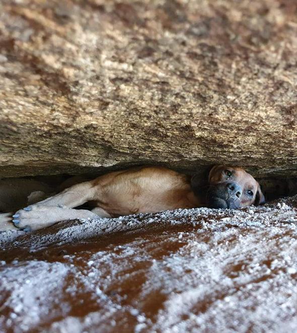 O resgate do cachorro pelos Bombeiros durou cerca de quatro horas (Divulgação)