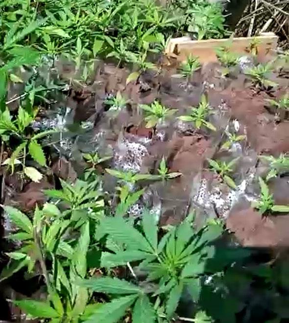 GM de Cosmópolis encontra cultivo de maconha (Reprodução)