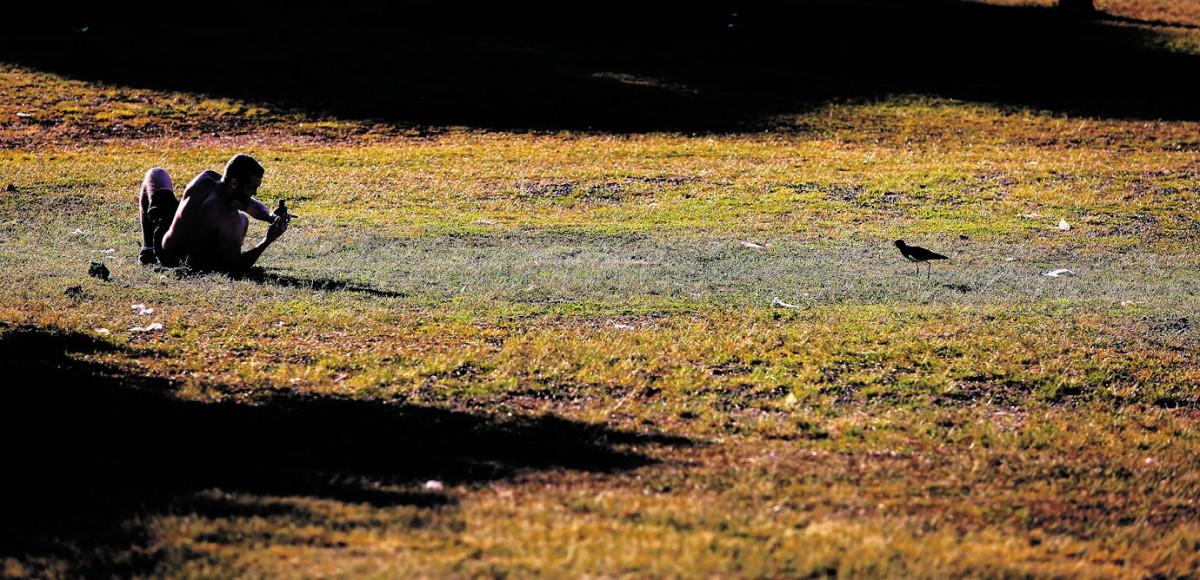 No fim de tarde na Arautos da Paz, em dia de sol e calor, quero-quero chama a atenção e vira registro no celular (Leandro Ferreira/AAN)