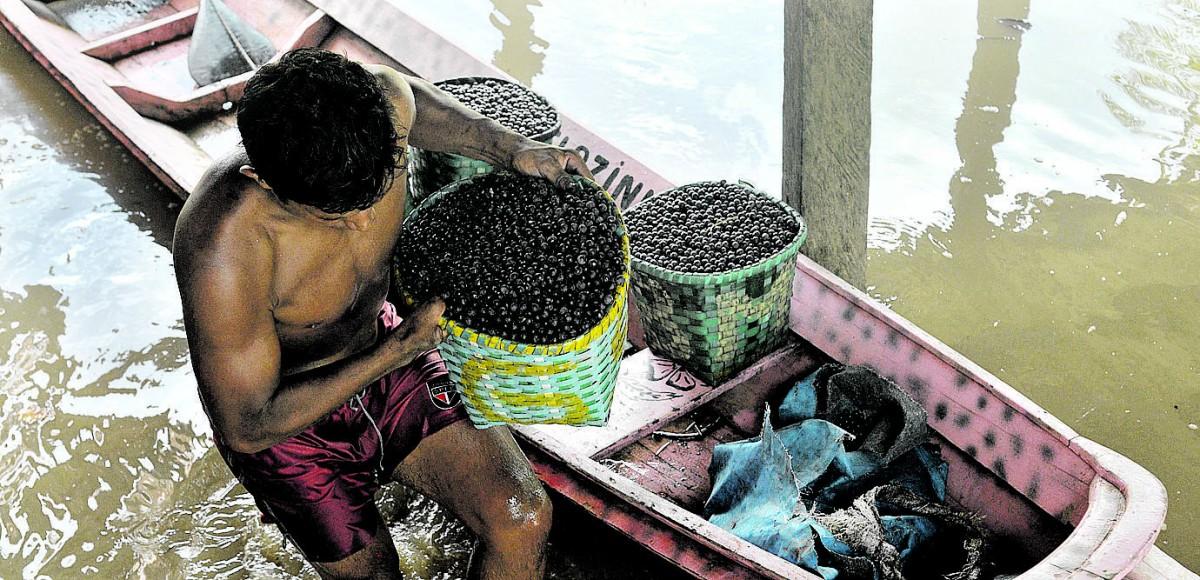 Jovem ribeirinho carrega cesta de açaí numa atividade econômica extrativista muito comum no Norte do País (MATHEUS PEREIRA/AAN )