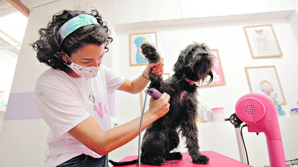 Cachorros resgatados por protetores recebem cuidados em clínica particular de Campinas: animais esperam por lares provisórios ou permanentes (Kamá Ribeiro/ Correio Popular)