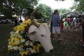 A tradicional festa do Boi Falô, de Barão Geraldo (Cedoc)