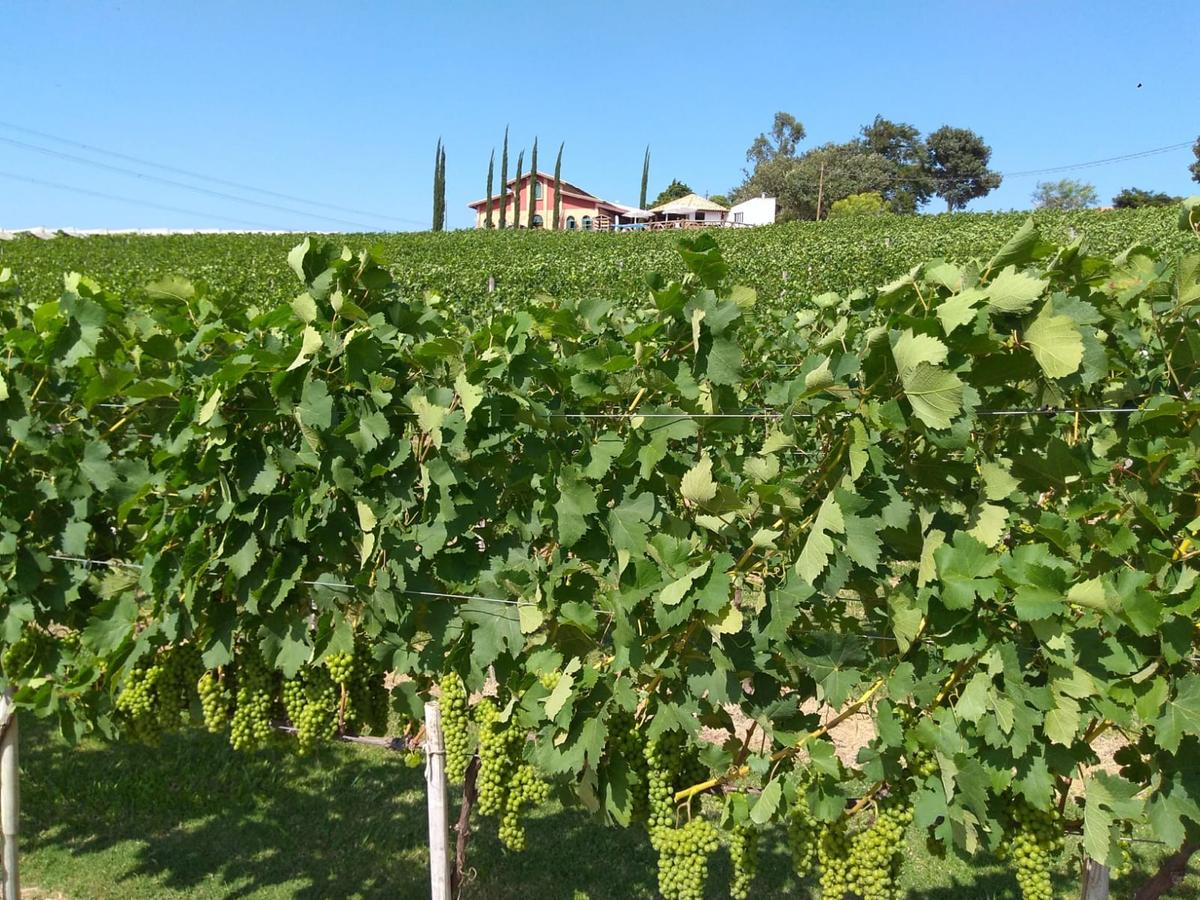 Plantação de uvas na belíssima Vinícola Micheletto em Louveira: atualmente 97% da área vitícola do município ainda é dominada pela tradicional variedade de mesa Niágara Rosada (IAC/Louveira)