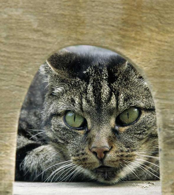 Gatos não são tão eficientes no controle de ratos (Divulgação)