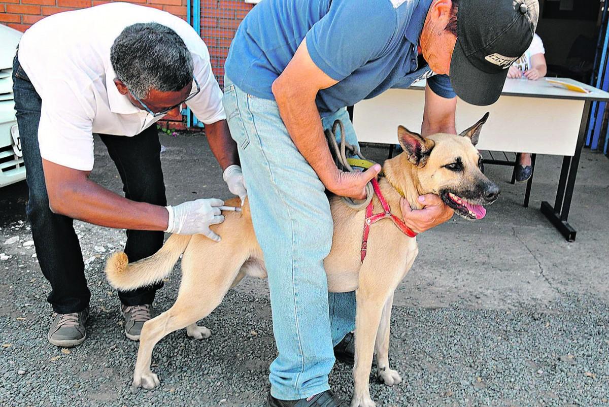 Orientação é que cães sejam levados com guia e coleira e os de grande porte estejam com enforcador, sempre conduzidos por um responsável (Cedoc/RAC)