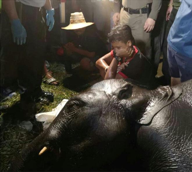 Um jovem elefante macho foi eletrocutado na Tailândia depois de tropeçar em um esgoto e bater em uma placa de restaurante, anunciou a polícia neste sábado (15) (Divulgação)