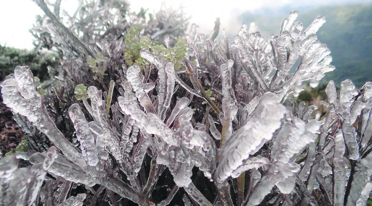 Urupema, em Santa Catarina, amanheceu ontem com a vegetação branca coberta com a formação de sincelo, fenômeno característico da região (Estadão Conteúdo)
