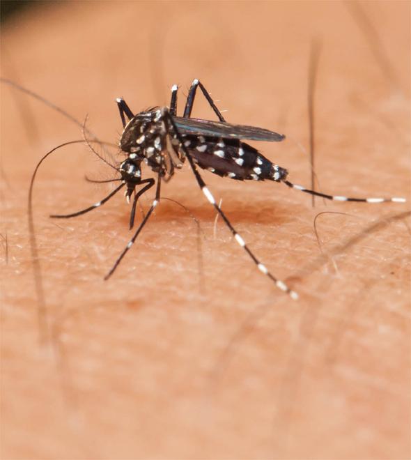 Zika pode elevar risco de aborto espontâneo (Divulgação)