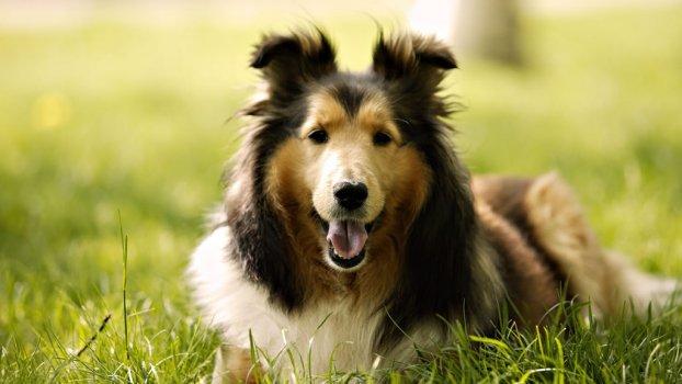 O famoso cão Lassie, que estrelou em vários filmes e séries de televisão, deixou o Collie de Pelo Longo popular entre os amantes de pets (Reprodução)