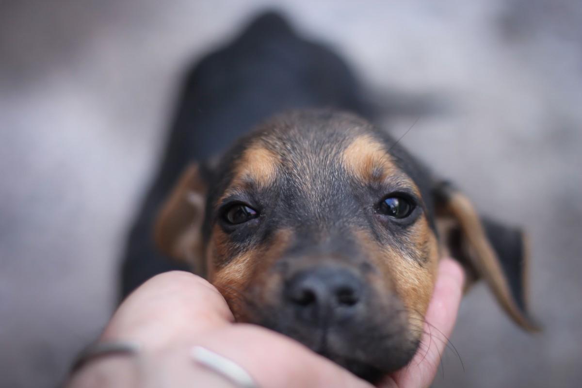Cães também podem sofrer de depressão (Divulgação)