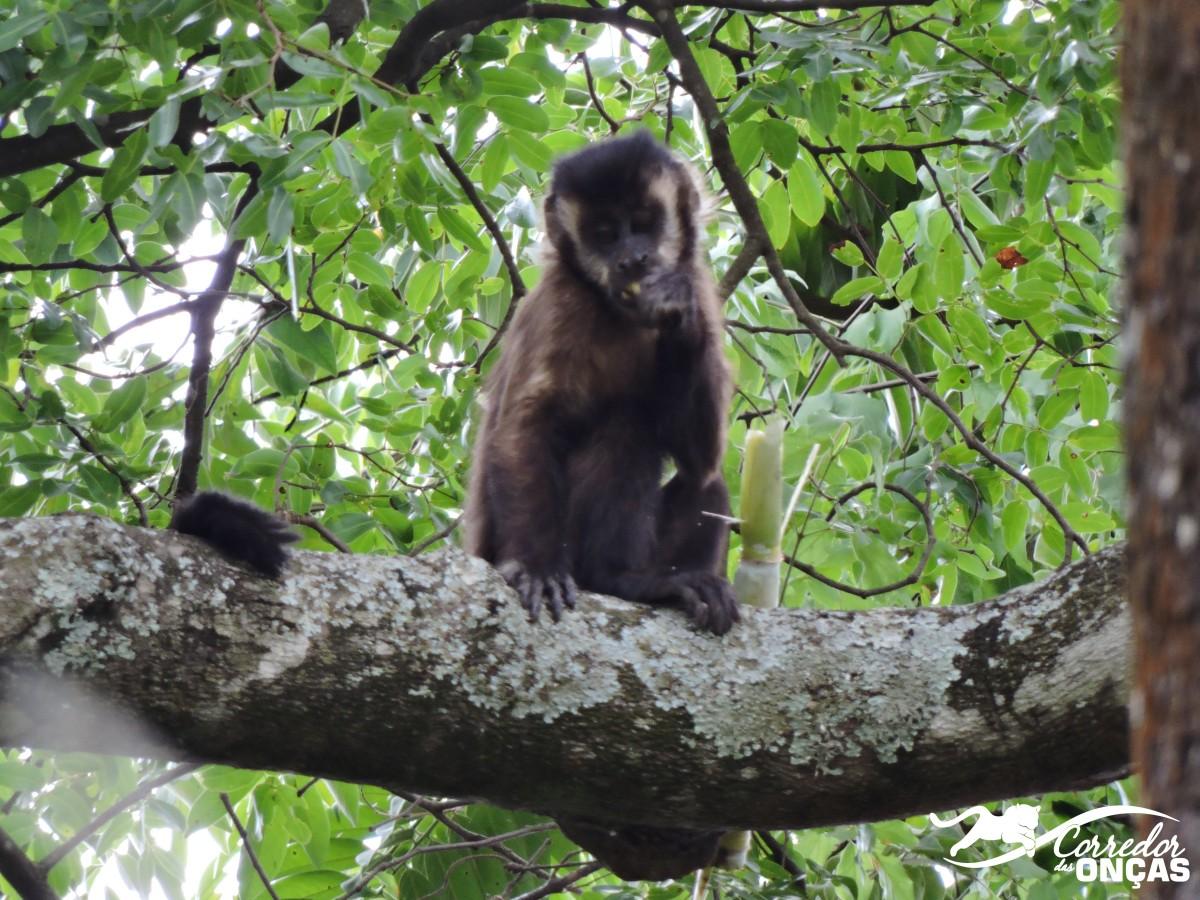 Macaco-prego num dos fragmentos florestais que compõem o Projeto Corredor das Onças: investimento privado contribui com a preservação (Divulgação)