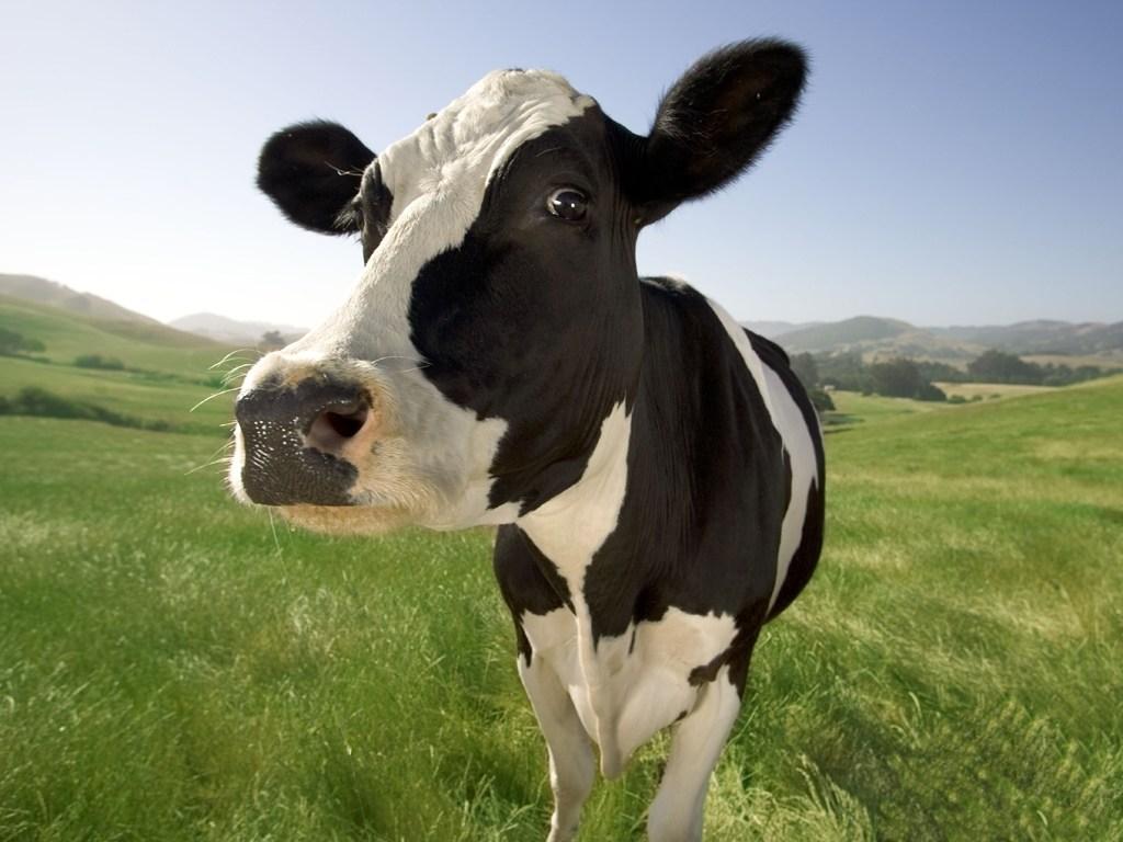 Muçulmano foi linchado acusado de matar uma vaca (Getty Images)