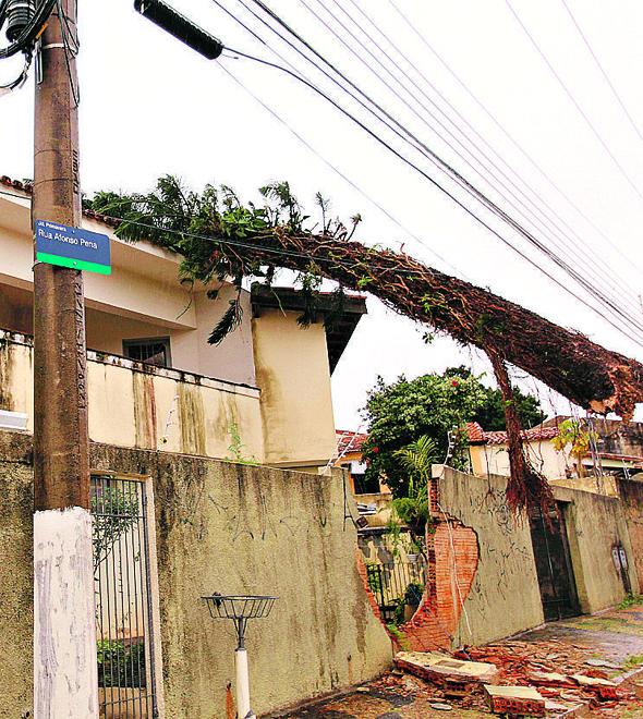 O pinheiro caído na Ponte Preta: apesar do susto e dos estragos na casa atingida, ninguém ficou ferido (Leandro Torres)