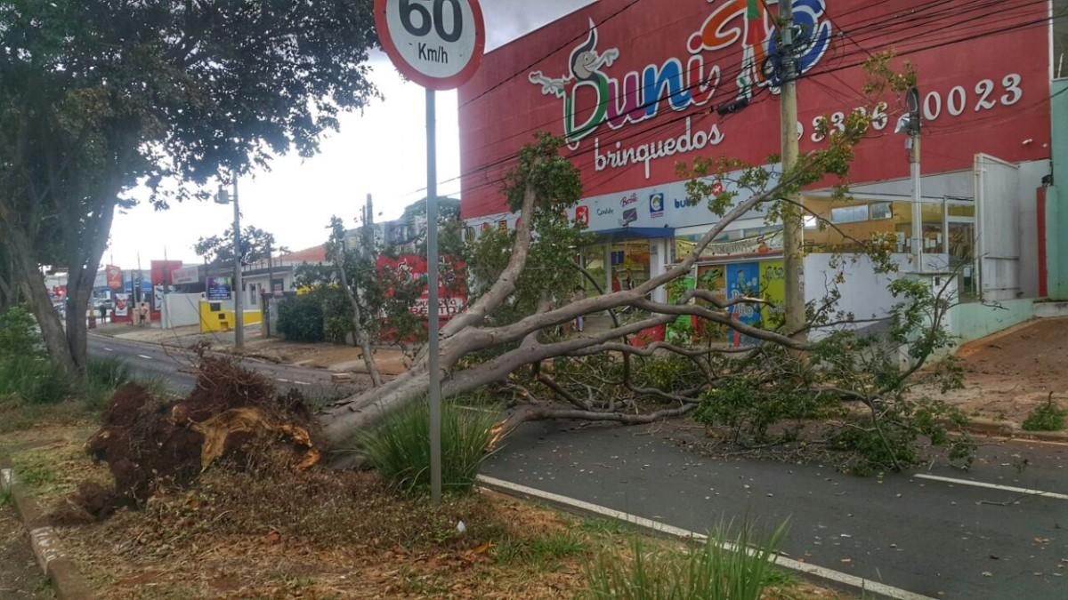 Árvore caída no bairro Jardim Chapadão (Moradores)