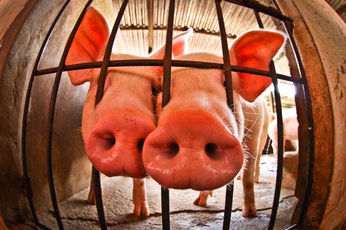 As negociações com o país asiático para a exportação de carne suína começaram no segundo semestre de 2016 (THIAGO GOMES/SUSIPE)